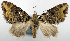  ( - CCDB-20690-E08)  @11 [ ] CreativeCommons - Attribution (2014) David Pollock Centre for Biodiversity Genomics