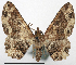  (Aeschrostoma - CCDB-20690-A05)  @11 [ ] CreativeCommons - Attribution (2014) David Pollock Centre for Biodiversity Genomics