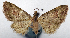  (Calluga miantosoma - CCDB-20690-G01)  @11 [ ] CreativeCommons - Attribution (2014) David Pollock Centre for Biodiversity Genomics