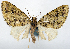  (Tripteridia monochasma - CCDB-20690-C04)  @11 [ ] CreativeCommons - Attribution (2014) David Pollock Centre for Biodiversity Genomics