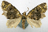  (Tripteridia ni - CCDB-20690-C02)  @11 [ ] CreativeCommons - Attribution (2014) David Pollock Centre for Biodiversity Genomics