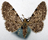  (Calluga semirasata - CCDB-20690-F05)  @11 [ ] CreativeCommons - Attribution (2014) David Pollock Centre for Biodiversity Genomics