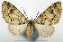  (Tripteridia parvipennata - CCDB-20690-C06)  @11 [ ] CreativeCommons - Attribution (2014) David Pollock Centre for Biodiversity Genomics