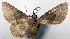 ( - CCDB-20690-D11)  @11 [ ] CreativeCommons - Attribution (2014) David Pollock Centre for Biodiversity Genomics
