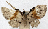  (Chloroclystis rufofasciata - CCDB-20690-D12)  @11 [ ] CreativeCommons - Attribution (2014) David Pollock Centre for Biodiversity Genomics
