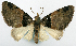  (Tripteridia schotochlaena - CCDB-20690-A07)  @11 [ ] CreativeCommons - Attribution (2014) David Pollock Centre for Biodiversity Genomics