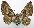  (Mariaba semifascia - CCDB-20690-A01)  @11 [ ] CreativeCommons - Attribution (2014) David Pollock Centre for Biodiversity Genomics