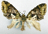  (Tripteridia thaumasia - CCDB-20690-C03)  @11 [ ] CreativeCommons - Attribution (2014) David Pollock Centre for Biodiversity Genomics