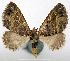  (Tripteridia transsecta - CCDB-20690-A08)  @11 [ ] CreativeCommons - Attribution (2014) David Pollock Centre for Biodiversity Genomics