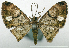  (Hybridoneura - CCDB-20690-A03)  @11 [ ] CreativeCommons - Attribution (2014) David Pollock Centre for Biodiversity Genomics