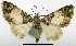  ( - CCDB-20690-F08)  @11 [ ] CreativeCommons - Attribution (2014) David Pollock Centre for Biodiversity Genomics