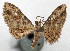  (Calluga variotincta - CCDB-20690-F09)  @11 [ ] CreativeCommons - Attribution (2014) David Pollock Centre for Biodiversity Genomics