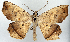  (Polyacme albipuncta - CCDB-21786-A11)  @11 [ ] CreativeCommons - Attribution (2014) David Pollock Centre for Biodiversity Genomics