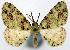  ( - CCDB-21786-F11)  @11 [ ] CreativeCommons - Attribution (2014) David Pollock Centre for Biodiversity Genomics