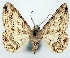  ( - CCDB-21786-C06)  @11 [ ] CreativeCommons - Attribution (2014) David Pollock Centre for Biodiversity Genomics