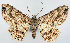  ( - CCDB-21786-C07)  @11 [ ] CreativeCommons - Attribution (2014) David Pollock Centre for Biodiversity Genomics
