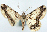  ( - CCDB-21786-C08)  @11 [ ] CreativeCommons - Attribution (2014) David Pollock Centre for Biodiversity Genomics