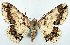  ( - CCDB-21786-C09)  @11 [ ] CreativeCommons - Attribution (2014) David Pollock Centre for Biodiversity Genomics