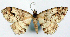  (Myrioblephara mediobscura - CCDB-21786-G04)  @11 [ ] CreativeCommons - Attribution (2014) David Pollock Centre for Biodiversity Genomics