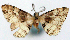  (Myrioblephara dinawana - CCDB-21786-G05)  @11 [ ] CreativeCommons - Attribution (2014) David Pollock Centre for Biodiversity Genomics