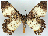  ( - CCDB-21786-A08)  @11 [ ] CreativeCommons - Attribution (2014) David Pollock Centre for Biodiversity Genomics