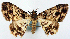  (Myrioblephara fasciata - CCDB-21786-G07)  @11 [ ] CreativeCommons - Attribution (2014) David Pollock Centre for Biodiversity Genomics