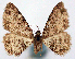  ( - CCDB-21786-H01)  @11 [ ] CreativeCommons - Attribution (2014) David Pollock Centre for Biodiversity Genomics
