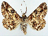  (Cleora hospita ab. flavolauta - CCDB-21786-C12)  @11 [ ] CreativeCommons - Attribution (2014) David Pollock Centre for Biodiversity Genomics