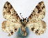  (Myrioblephara lacteata - CCDB-21786-H03)  @11 [ ] CreativeCommons - Attribution (2014) David Pollock Centre for Biodiversity Genomics