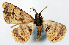  ( - CCDB-21786-H06)  @11 [ ] CreativeCommons - Attribution (2014) David Pollock Centre for Biodiversity Genomics