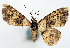  (Myrioblephara ligdiodes - CCDB-21786-H07)  @11 [ ] CreativeCommons - Attribution (2014) David Pollock Centre for Biodiversity Genomics