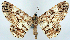  ( - CCDB-21786-D12)  @11 [ ] CreativeCommons - Attribution (2014) David Pollock Centre for Biodiversity Genomics
