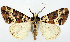  ( - CCDB-21786-B08)  @11 [ ] CreativeCommons - Attribution (2014) David Pollock Centre for Biodiversity Genomics