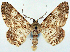  ( - CCDB-21786-E01)  @11 [ ] CreativeCommons - Attribution (2014) David Pollock Centre for Biodiversity Genomics