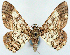  (Cleora onycha acuata - CCDB-21786-E02)  @11 [ ] CreativeCommons - Attribution (2014) David Pollock Centre for Biodiversity Genomics