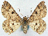  (Cleora perbona - CCDB-21786-D03)  @11 [ ] CreativeCommons - Attribution (2014) David Pollock Centre for Biodiversity Genomics