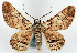  ( - CCDB-21786-D04)  @11 [ ] CreativeCommons - Attribution (2014) David Pollock Centre for Biodiversity Genomics