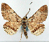  ( - CCDB-21786-D05)  @11 [ ] CreativeCommons - Attribution (2014) David Pollock Centre for Biodiversity Genomics