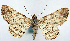  ( - CCDB-21786-D06)  @11 [ ] CreativeCommons - Attribution (2014) David Pollock Centre for Biodiversity Genomics