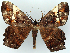 ( - CCDB-21786-A06)  @11 [ ] CreativeCommons - Attribution (2014) David Pollock Centre for Biodiversity Genomics