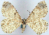  (Catoria sublavaria psimythota - CCDB-21786-F07)  @11 [ ] CreativeCommons - Attribution (2014) David Pollock Centre for Biodiversity Genomics