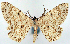  (Catoria sublavaria - CCDB-21786-F08)  @11 [ ] CreativeCommons - Attribution (2014) David Pollock Centre for Biodiversity Genomics