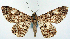  (Cleora tenebrata - CCDB-21786-E07)  @11 [ ] CreativeCommons - Attribution (2014) David Pollock Centre for Biodiversity Genomics