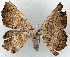  (Polyacme albipuncta ab. innotata - CCDB-21789-H12)  @11 [ ] CreativeCommons - Attribution (2014) David Pollock Centre for Biodiversity Genomics
