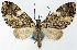  (Sauris aroensis - CCDB-21789-E12)  @11 [ ] CreativeCommons - Attribution (2014) David Pollock Centre for Biodiversity Genomics