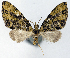  (Sauris atrilineata - CCDB-21789-G11)  @11 [ ] CreativeCommons - Attribution (2014) David Pollock Centre for Biodiversity Genomics