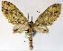  (Sauris bigriseata - CCDB-21789-F01)  @11 [ ] CreativeCommons - Attribution (2014) David Pollock Centre for Biodiversity Genomics