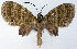  (Sauris brunnescens - CCDB-21789-F06)  @11 [ ] CreativeCommons - Attribution (2014) David Pollock Centre for Biodiversity Genomics