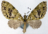 (Sauris nusta - CCDB-21789-G02)  @11 [ ] CreativeCommons - Attribution (2014) David Pollock Centre for Biodiversity Genomics