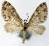  ( - CCDB-21789-E01)  @11 [ ] CreativeCommons - Attribution (2014) David Pollock Centre for Biodiversity Genomics